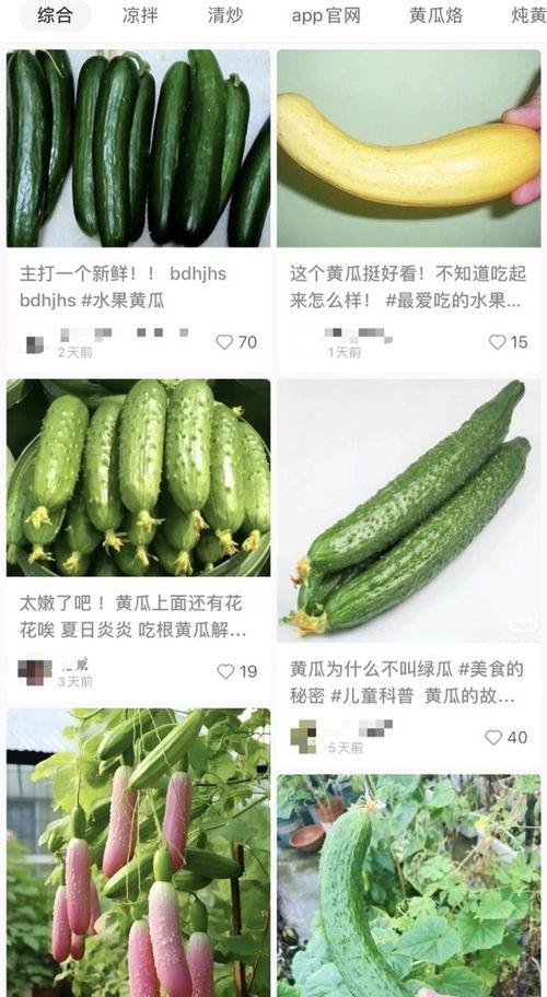 山东黄瓜爆料视频播放,揭秘田间地头的新鲜秘密