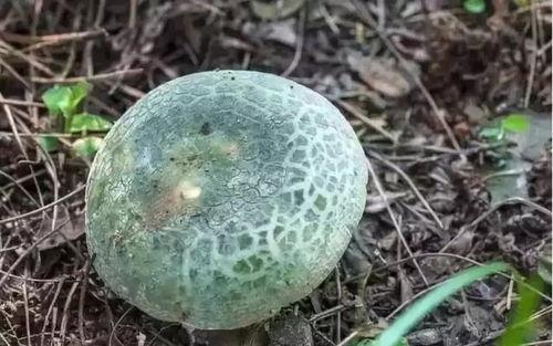 野生菌爆料娱乐圈视频,娱乐圈幕后真相大曝光  第2张
