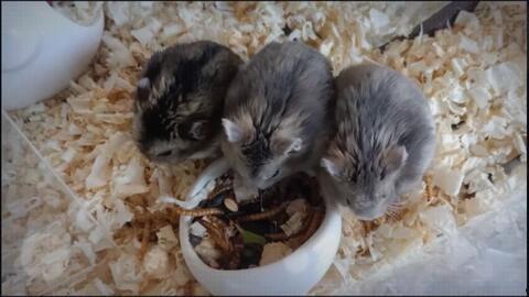 番鼠爆料视频大全最新版,最新版精彩内容大盘点  第1张