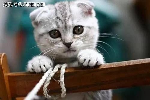 娱乐吃瓜君七七折耳猫,娱乐吃瓜君的萌宠日常 第2张 娱乐吃瓜君七七折耳猫,娱乐吃瓜君的萌宠日常 第2张