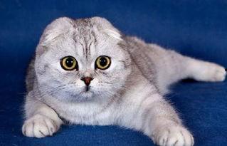 娱乐吃瓜君七七折耳猫,娱乐吃瓜君的萌宠日常 第3张 娱乐吃瓜君七七折耳猫,娱乐吃瓜君的萌宠日常 第3张