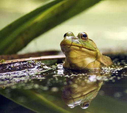 爆料牛蛙视频下载大全,海量资源一网打尽  第3张