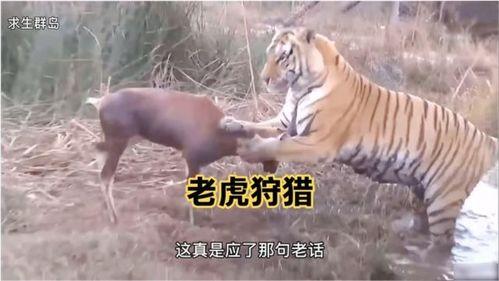 王老虎被爆料视频大全下载,揭秘事件真相与幕后故事