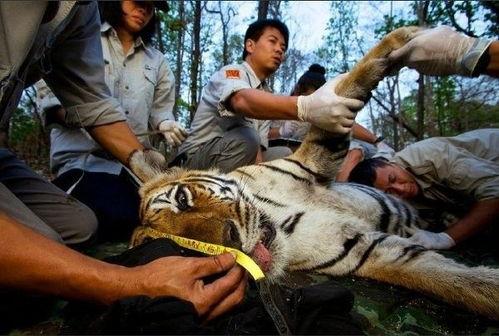 王老虎被爆料视频大全下载,揭秘事件真相与幕后故事  第3张