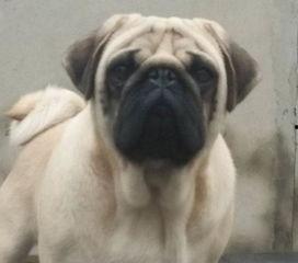 巴哥爆料新版本视频下载,新版本视频下载功能强势上线，一键保存精彩瞬间！  第1张