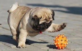 巴哥爆料新版本视频下载,新版本视频下载功能强势上线，一键保存精彩瞬间！  第2张