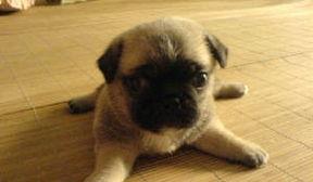 巴哥爆料新版本视频下载,新版本视频下载功能强势上线，一键保存精彩瞬间！  第3张