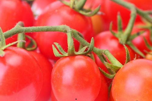 番茄小说吃瓜娱乐圈,番茄小说中的吃瓜日常 第2张 番茄小说吃瓜娱乐圈,番茄小说中的吃瓜日常 第2张