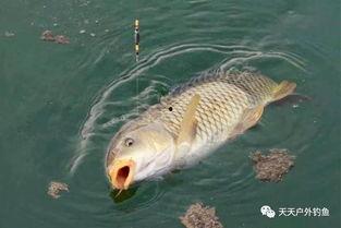 鲤鱼养殖爆料视频大全