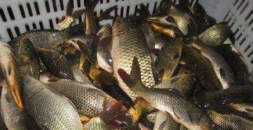 鲤鱼养殖爆料视频大全  第2张