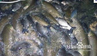 鲤鱼养殖爆料视频大全  第3张