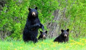 黑熊体育爆料视频下载,揭秘热门视频下载幕后真相