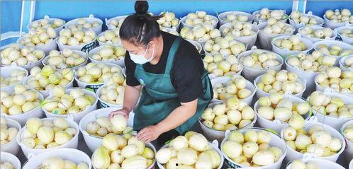 康县网红直播吃瓜,带你领略乡村美食魅力 第2张 康县网红直播吃瓜,带你领略乡村美食魅力 第2张