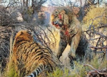 太原二虎爆料视频最新  第1张