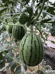 网红吃瓜社,揭秘娱乐圈幕后真相，带你领略明星们的真实生活  第2张