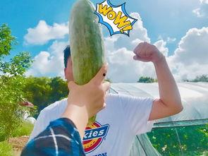 网红吃瓜社,揭秘娱乐圈幕后真相，带你领略明星们的真实生活  第3张