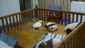 熊猫奥莉奥爆料视频大全,萌态百出，欢乐无限  第1张