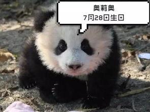 熊猫奥莉奥爆料视频大全,萌态百出，欢乐无限  第2张