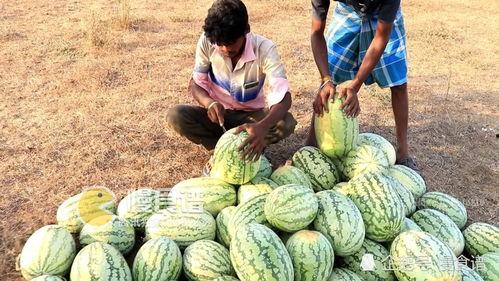 泉州网红吃瓜事件,揭秘网络舆论的风暴与真相 第1张 泉州网红吃瓜事件,揭秘网络舆论的风暴与真相 第1张