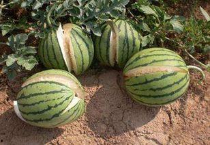 泉州网红吃瓜事件,揭秘网络舆论的风暴与真相 第2张 泉州网红吃瓜事件,揭秘网络舆论的风暴与真相 第2张